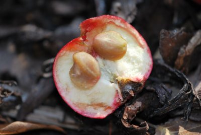 Crataegus pinnatifida - hloh peřenoklaný - podélný řez plodem - semena